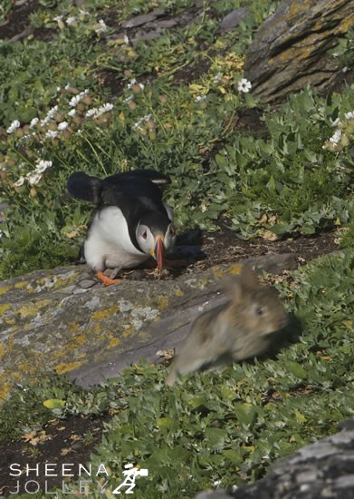 Run Rabbit.jpg - Atlantic Puffins are colonial nesters, using burrows on grassy cliffs or crevices in clifftop earth or fallen boulders, in a colourful world of sea campion,thrift, lichens and blue sea. On Skellig Michael off the Kerry coast in Ireland they have learned to share their burrows with the rabbit population. On Skellig Michael they have learned to share their burrows with the rabbit population. It is unclear when the Rabbit was first introduced to Skellig Michael but the island was inhabited by monks in the 6th Century. I have visited Skellig Michael many times and had an occassional glimpse of a rabbit. Spotting these baby rabbits interact with the Puffins was a magical experience.They can also face competition from other burrow nesting animals such as Manx Shearwaters and occasionally Razorbills.
